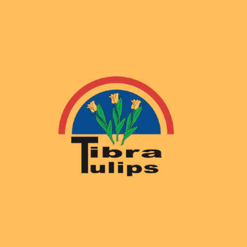 Tibra Tulips